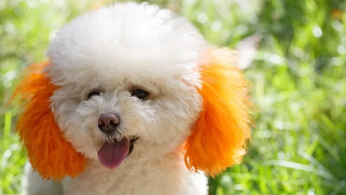 why you should never dye your dog