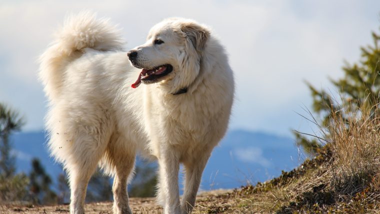 Great Pyrenees on a hillside