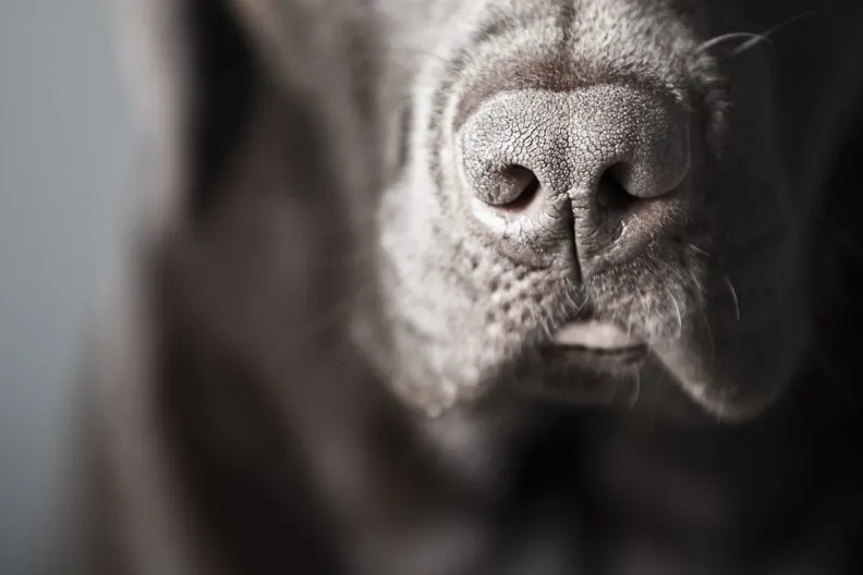 Close Up Shot of a Chocolate Labrador's Nose