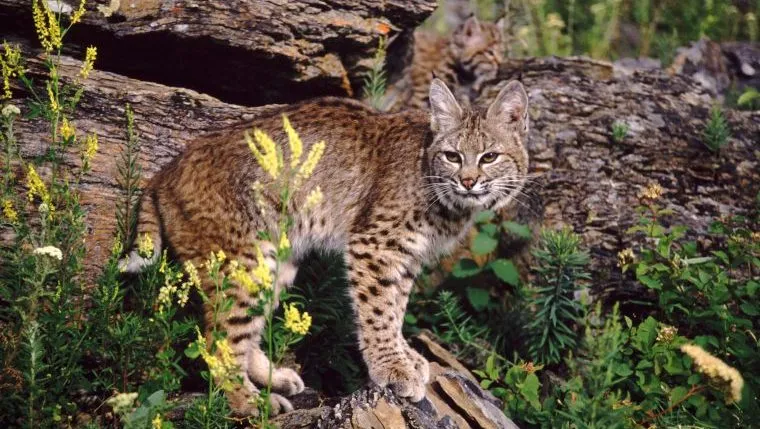 Bobcat Attacks Dog in North Texas Backyard - DogTime