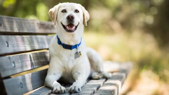 Labrador Retriever smiling on park bench