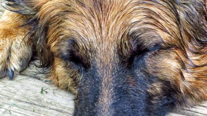 close-up of dog decomposing