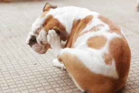 An English Bulldog puppy scratches at his ear.