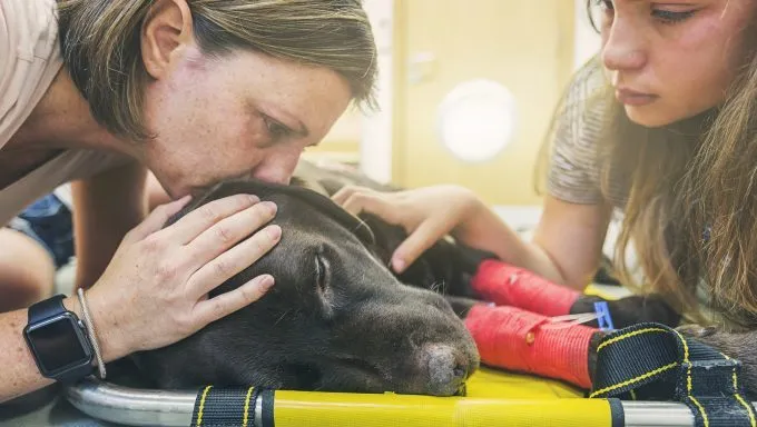 woman kissing injured dog best prayers for sick dogs