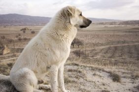 livestock guardian dogs looking towards the distance