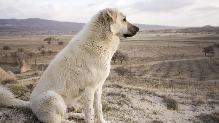 livestock guardian dogs looking towards the distance