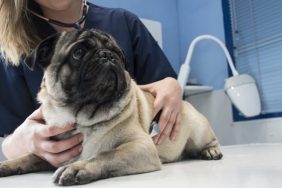 Pug getting a checkup at the vet