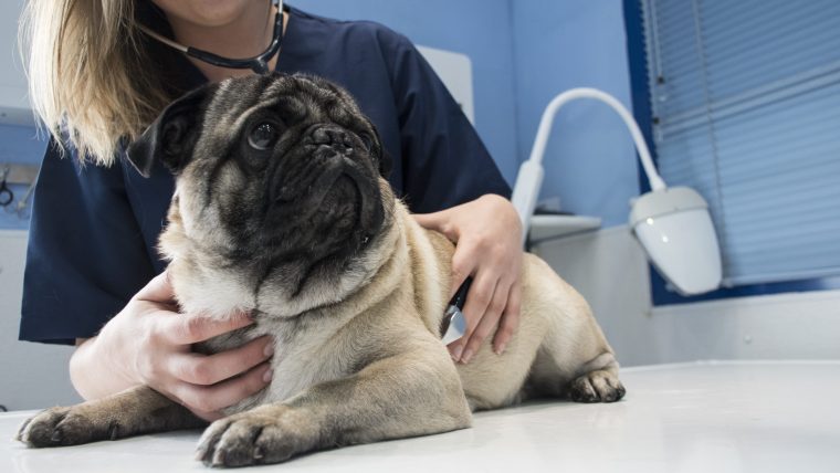 Pug getting a checkup at the vet