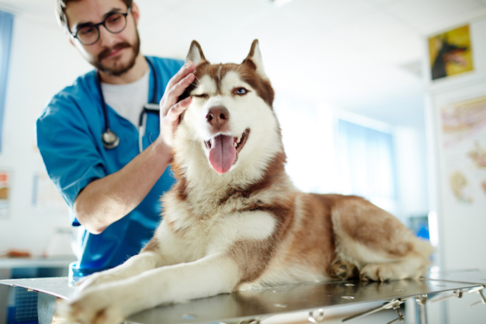 Perianal Adenomas in Dogs: Symptoms, Causes, & Treatments - DogTime