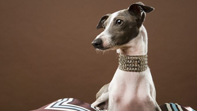 greyhound with diamond collar top dog names inspired by "obsession"