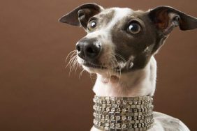 greyhound with diamond collar top dog names inspired by "succession"