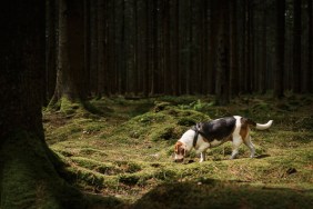 A hound dog sniffs through the woods.