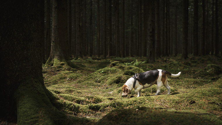 A hound dog sniffs through the woods.