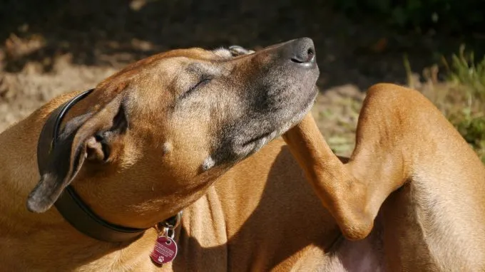 A dog scratches at an inch, a common symptom of dog dandruff.