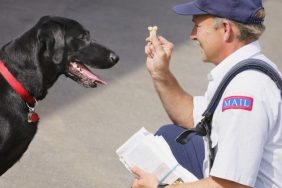 mail carrier and dog pepper-sprayed