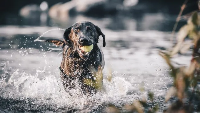 Dog grabbing a ball in the river