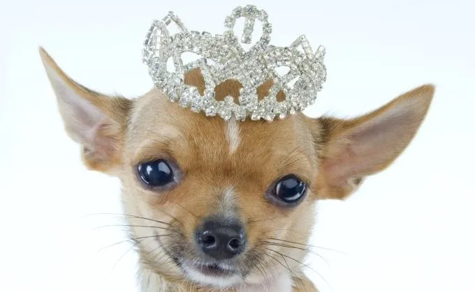 chihuahua wearing tiara worlds shortest dog