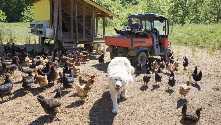 livestock guardian dogs for chickens