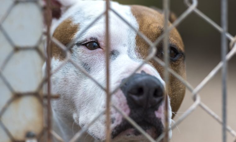 pitbull in cage dog fighting raids
