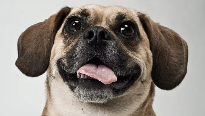 A Pug mix looks at the camera.