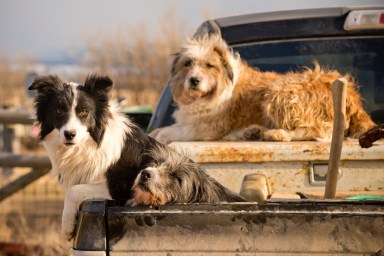 livestock guardian dogs in back of truck myths