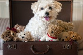Teddy bear dog breed and teddy bears sitting in suitcase.