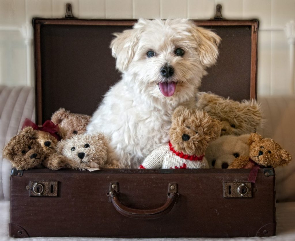Teddy bear dog breed and teddy bears sitting in suitcase.