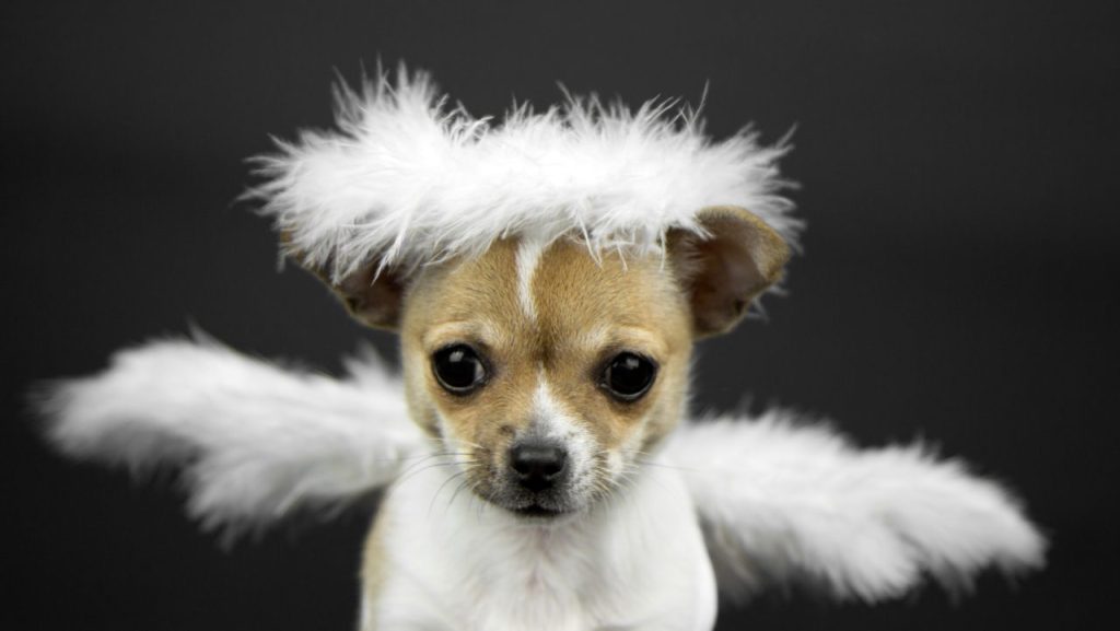 Chihuahua wearing halo and angel wings dog names inspired by saints