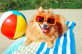 dog wearing sunglasses on beach towel summer safety dogs