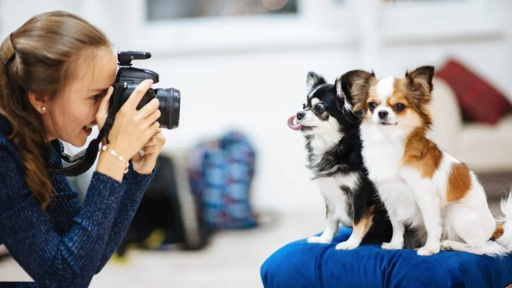 dog photographer taking picture of two dogs