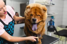 The Chow Chow is a dog breed that sheds a lot.