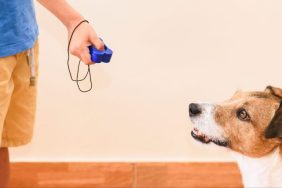A Jack Russell Terrier practices clicker training