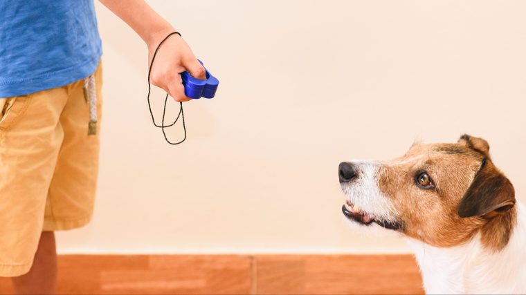 A Jack Russell Terrier practices clicker training