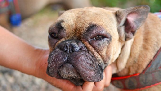 French Bulldog dog with swollen face and red puffy eyes after suffering an allergic reaction dog attacked by swarm of bees
