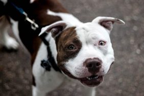 pitbull on leash dog shot by police