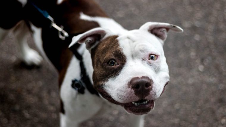pitbull on leash dog shot by police
