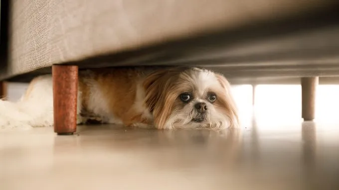 A Shih Tzu demonstrates a common sign of fearfulness in dogs