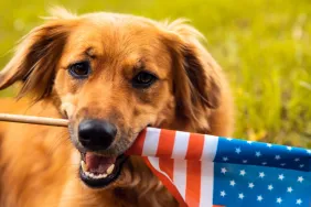 dog holding american flag in mouth dog safety tips for memorial day