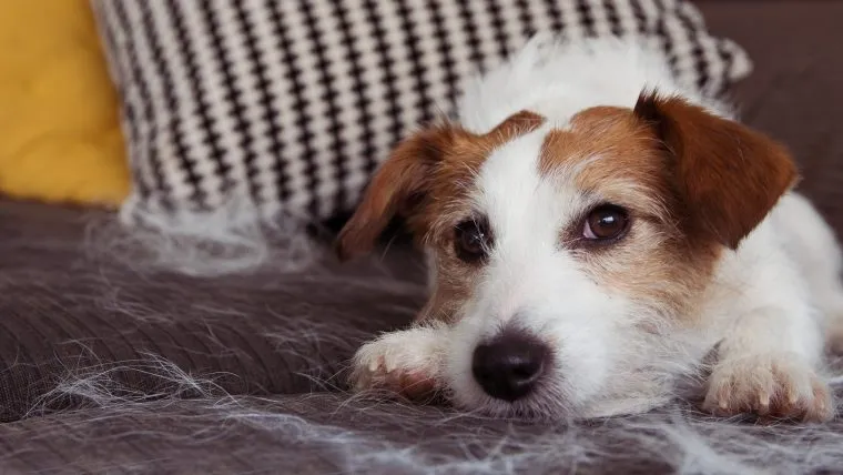 Jack russell hair store shedding