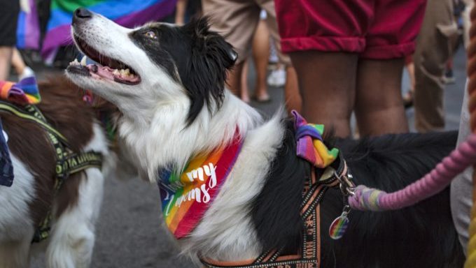 dog at Pride parade safety tips dogs at parades