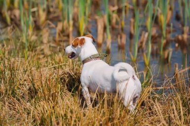 jack russell terrier in swamp dog attacked by alligator