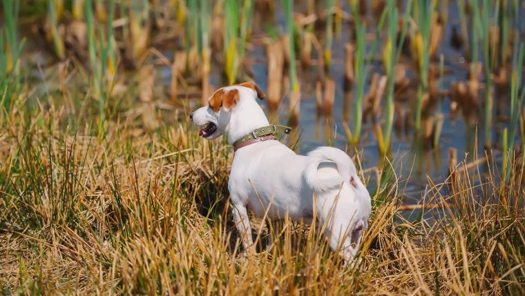 jack russell terrier in swamp dog attacked by alligator