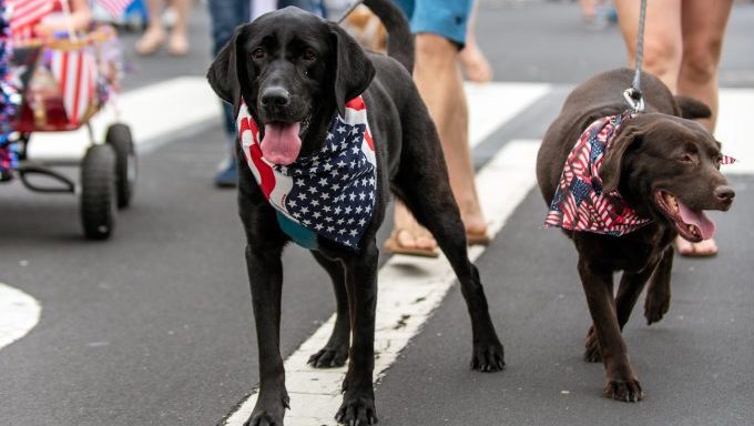 dogs walking in parade safety tips for dogs at parades