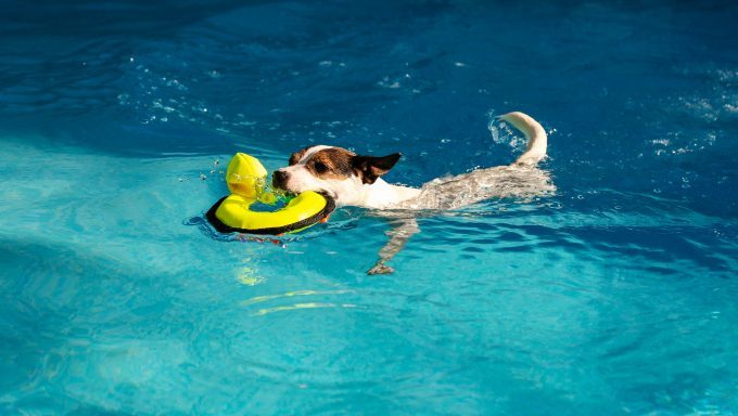 jack russell terrier swimming in pool with toy in mouth
