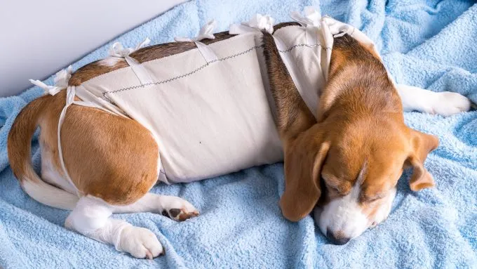 Beagle in a surgery recovery suit