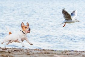 Jack Russell Terrier demonstrating prey drive