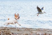 Jack Russell Terrier demonstrating prey drive