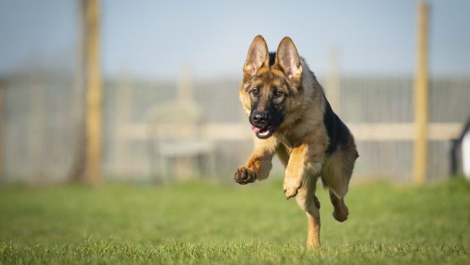 Most Courageous Dog Breeds