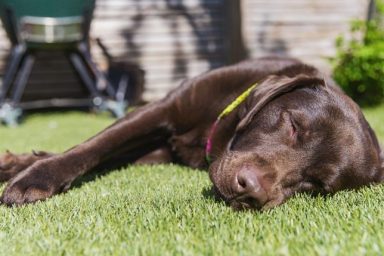 labrador retriever passed out in grass dogs poisoned by neighbors