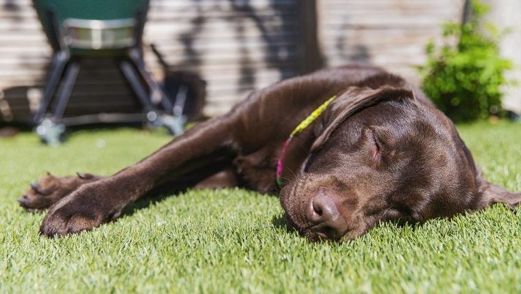 labrador retriever passed out in grass dogs poisoned by neighbors